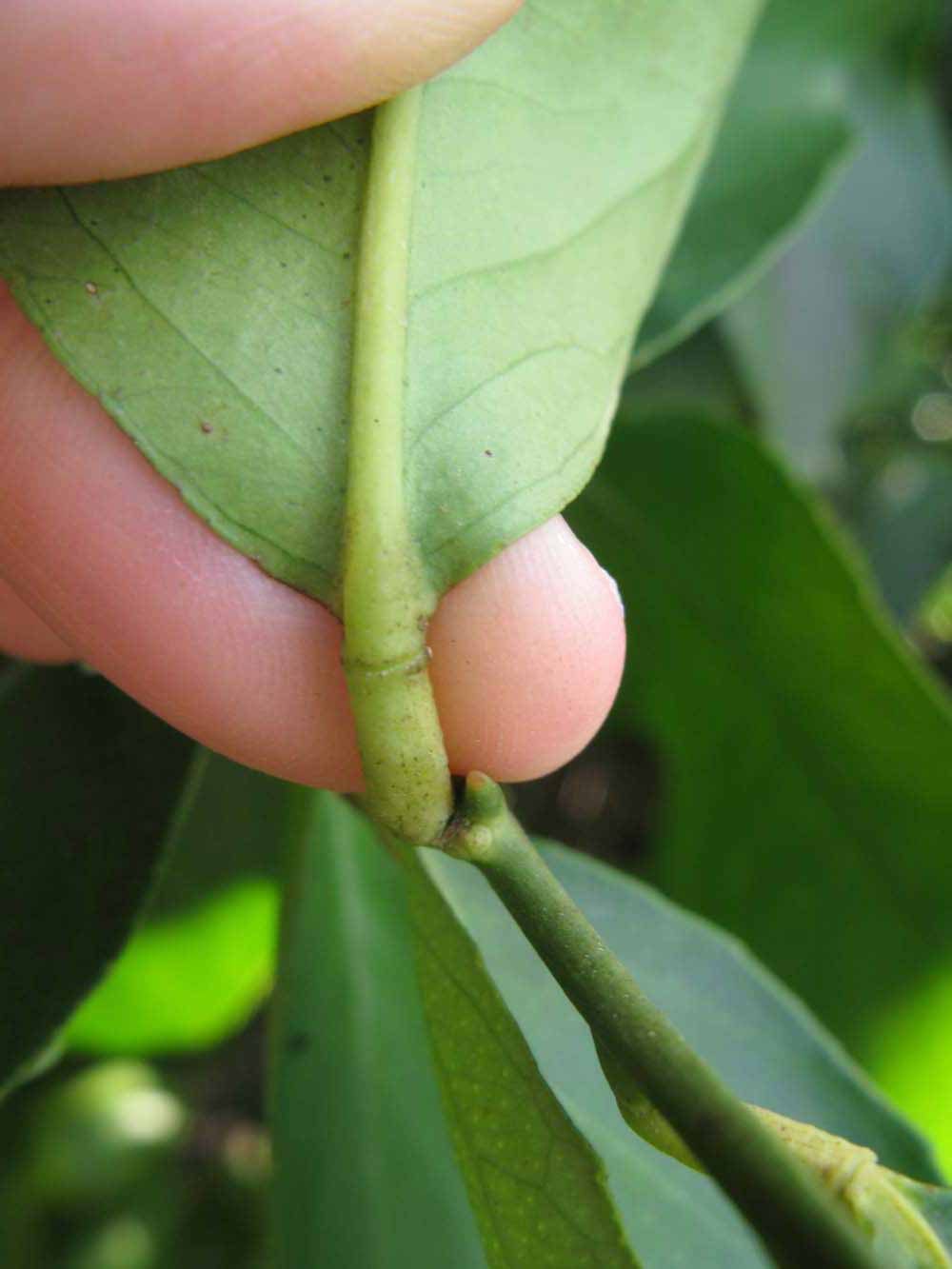              Petiole (Winter Haven, FL)       